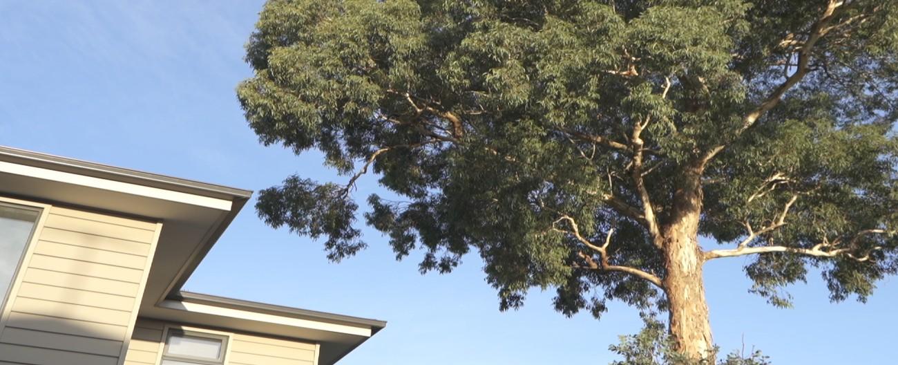 Tall Trees In Neighbours Garden Fasci Garden